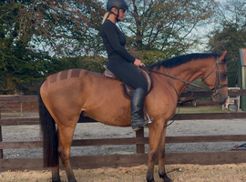 Elmast (IRE)