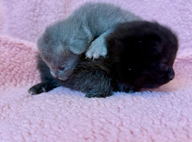 Roagdoll cross maincoon kittens