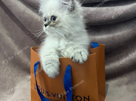 READY NOW Fully vaccinated&ldquo;Louis&rdquo;, Persian kitten
