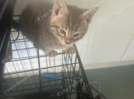Adorable kittens ready flead wormed fully litter trained