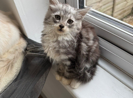 2 kittens  boys