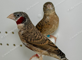 Beautiful pairs of Cut-throat finches for sale