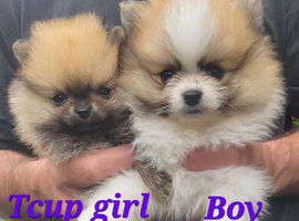 Pedigree Pomeranian puppies for sale
