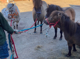 2 Colts And 2 Fillys Dun and Spotted " Mare Miniature Horse