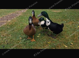 4 male ducks
