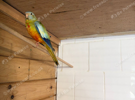2025 cock Splendid