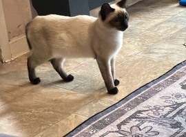 Female ragdoll x siamease 1year old