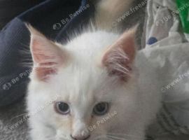 12 week old mainecoon