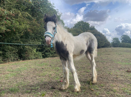 Billy boy colt foal