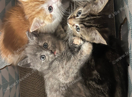 Kittens for sale
