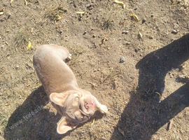 French Bulldog big rope