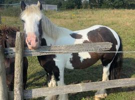 Beautiful cob mare