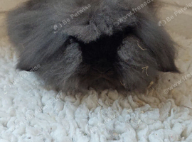 Beautifull sable DM Mini lionlop Buck
