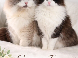 Beautiful TICA Registered