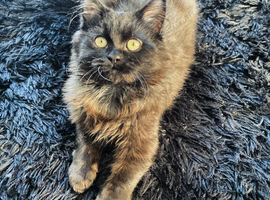 Maine coon X Urgently need a loving home.