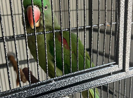 Alexandra parrot
