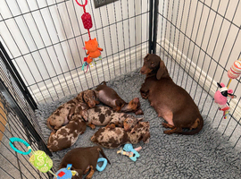 Beautiful smooth haired miniature dachshunds