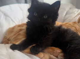 Beautiful Maine Coon Kittens