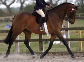 Super dressage prospect