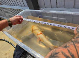 3 koi