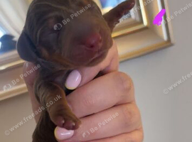 Female dachshund