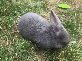 Baby mini lop 12 weeks old female