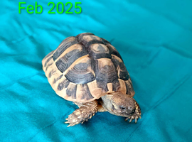 Baby Herman tortoise