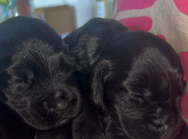 BLACK COCKERSPANIEL PUPPIES