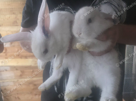 Continental giant cross lop