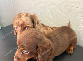 Chocolate merl puppies