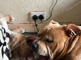MERLE 19 MONTH OLD STANDARD BULLY MALES