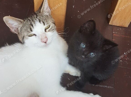 Cute 8‑week‑old kitten &mdash; ready for a new home.