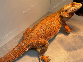 Female Bearded Dragon