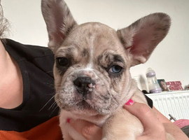 AVAILABLE Beautiful male frenchbulldog pups