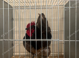Jersey giant hatching eggs