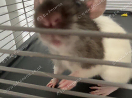 two female rats