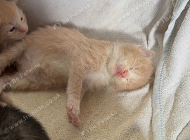 Maine Coon Babies