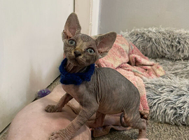 Ready Now - Rare SPHYNX kittens