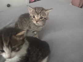 Adorable kittens looking for a loving home