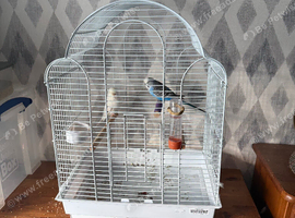 Budgie