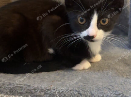 Black & white kitten