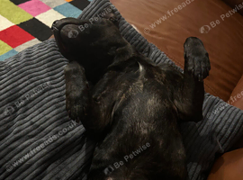 2-7 years old male staffie full KC reg