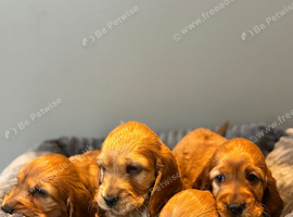 Beautiful golden purebred cocker spaniels