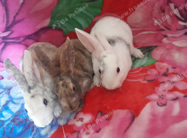 Bunnies