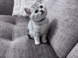 PEDIDGREE BRITISH SHORT HAIR KITTENS SEEKING THEIR FOREVER HOMES