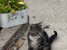 Kitten