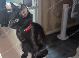 Male boy cat