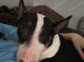 Dog for rehome