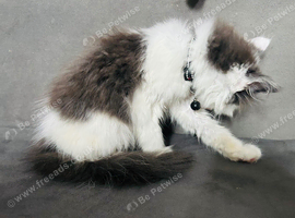 Ragdoll kitten