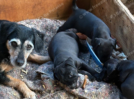 Patterdale X puppies